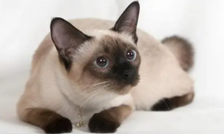 暹罗猫的智商（暹罗猫的智商相当于孩子几岁）