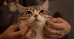 养猫的好处和坏处（养猫的好处和坏处风水学）