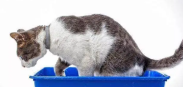 宠物猫便秘怎么办（宠物猫便秘怎么办快速治疗）