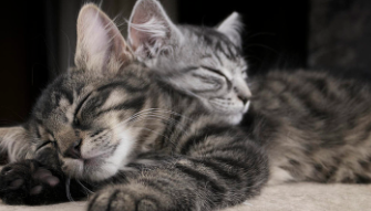 做梦梦见猫是什么征兆（做梦梦见猫是什么征兆害怕猫）