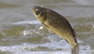 鱼最喜欢吃什么东西?（鱼最喜欢吃什么东西秘方）