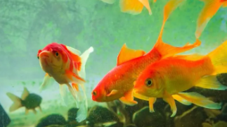 最耐活的观赏鱼是什么鱼（最耐活的观赏鱼是什么鱼类）