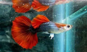 十大最好养的观赏鱼排名榜（最好养的鱼观赏鱼）