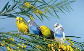 宠物鸟吃什么（宠物鸟怎么养）