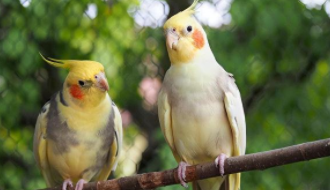 宠物鸟排行榜前十名品种（宠物鸟排行榜前十名品种）