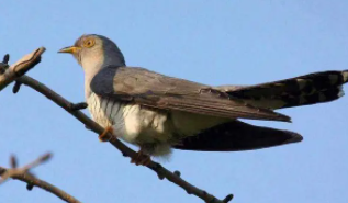 什么鸟最认主人（什么鸟最认主人不会飞走）