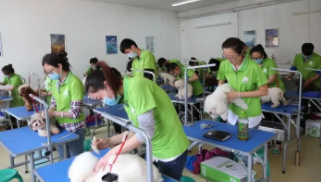 成都宠物美容师培训学校（成都宠物美容师培训学校哪家好）