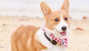 宠物狗排名前十（宠物狗排名前十小型犬）