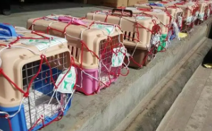 宠物托运价格表2023（宠物托运价格表2023景德镇到湖南）