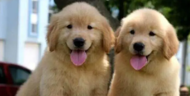 金毛幼犬聪明吗（小金毛聪明吗）