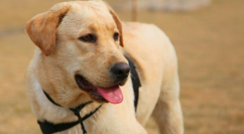 拉布拉多会看家护院吗（拉布拉多看家吗?）