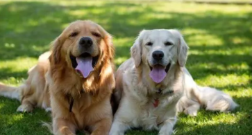 金毛和拉布拉多的性格（金毛和拉布拉多谁更温顺）