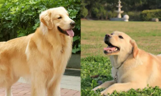 拉布拉多和金毛的毛发对比（拉布拉多和金毛体型对比）
