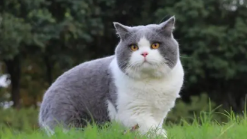 宠物猫名字可爱洋气（宠物猫名字可爱洋气公猫）