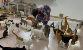 宠物救助站是免费救助吗（宠物救助站是免费救助吗还可以领回来吗）