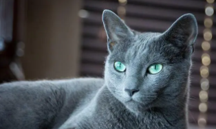 猫叫的声音吓唬老鼠的声音（猫叫的声音吓唬老鼠的声音电话）