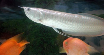 龙鱼怎么养及喂养技巧（七彩银龙鱼怎么养及喂养技巧）