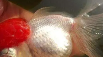 宠物鱼身上有白点怎么治疗好（宠物鱼身上有白点怎么治疗好得快）