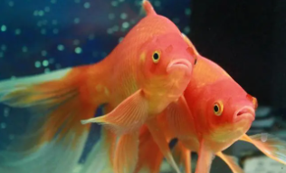 最好养的冷水鱼排行榜（最好养的冷水鱼排行榜）