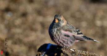 东北野生鸟大全（东北野生鸟大全图名字）