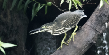 夜鹭成鸟和幼鸟区别（野生夜鹭）