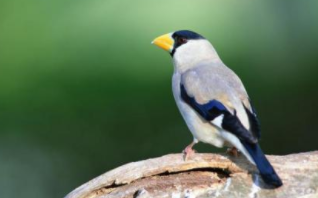各种鸟类的名字大全（各种鸟儿名字）