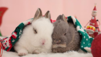 宠物兔子好养吗 能活多久（宠物兔子好养吗?容易生病吗?）