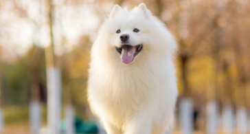 便宜的宠物狗有哪些（便宜的宠物有什么）