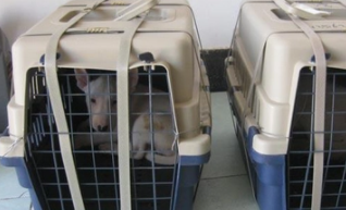 飞机托运宠物狗需要什么手续（宠物飞机托运需要哪些手续）