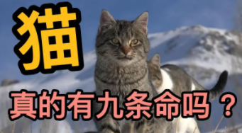 猫有九条命是真的吗小布（猫有九条命是不是真的呀）