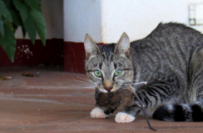 猫为什么吃老鼠的民间故事（猫为什么吃老鼠的民间故事不能说）