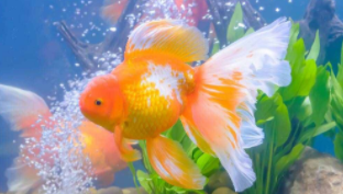 什么品种的金鱼最好养又漂亮（什么品种的金鱼最好养活）