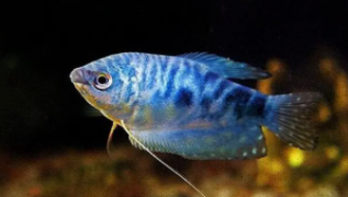 常见的观赏鱼有哪些类别（常见的观赏鱼有哪些类别的鱼）