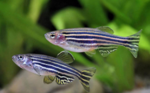 观赏鱼种类和名称（观赏鱼种类大全）