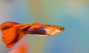 十大最漂亮的孔雀鱼,草尾孔雀鱼长什么样（草尾孔雀鱼有什么颜色）