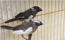 哪个快递可以寄活物小鸟的（什么快递公司可以寄活体鸟）