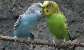 粘人的宠物鸟有哪些（粘人的宠物鸟有哪些品种）