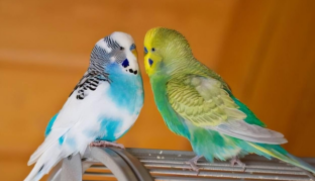 小学生适合养什么宠物男生（小学生适合养什么小型宠物）