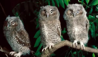 昼伏夜出的鸟类（照夜是什么鸟）