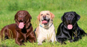 宠物狗大全种类（宠物狗种类大全带图）