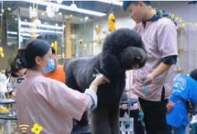 宠物美容学校排行榜前十名（宠物美容学校排行榜前十名有那些）