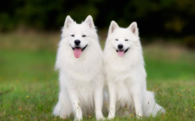 宠物狗的品种及价格表（宠物狗的品种）