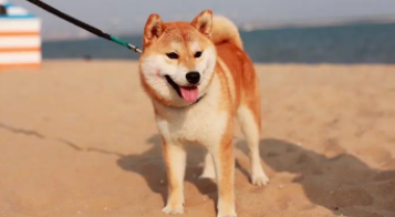 纯种柴犬图片（纯种柴犬图片大全大图）