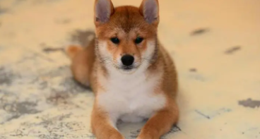 十个柴犬八个咬人（养柴犬的十大危害）