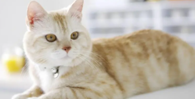 猫按摩肚子排便（怎么帮猫咪人工排尿）