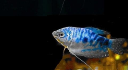 常温观赏鱼排行榜前十名有哪些（常温观赏鱼排行榜前十名有哪些种类）