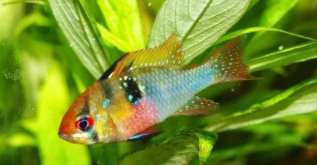 十大观赏鱼排行榜（十大观赏鱼排行榜第一的）