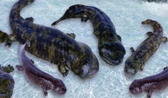 娃娃鱼属于鱼类吗?（娃娃鱼属于鱼类吗?为什么不能吃）