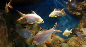 海洋馆各种鱼介绍（海洋馆各种鱼介绍图片加文字）