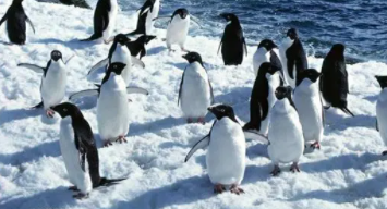 企鹅的身体结构（企鹅的身体结构讲解图）